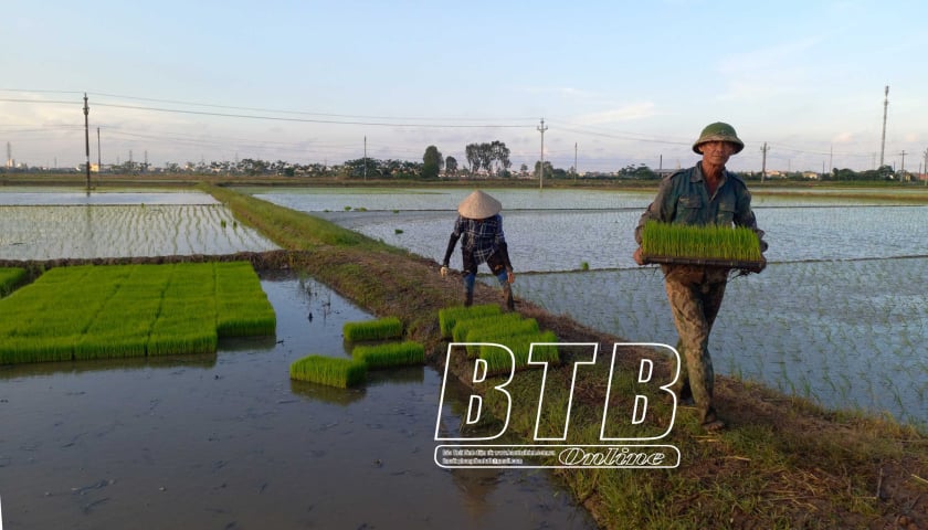 Actively drain water to prevent flooding for winter-spring rice