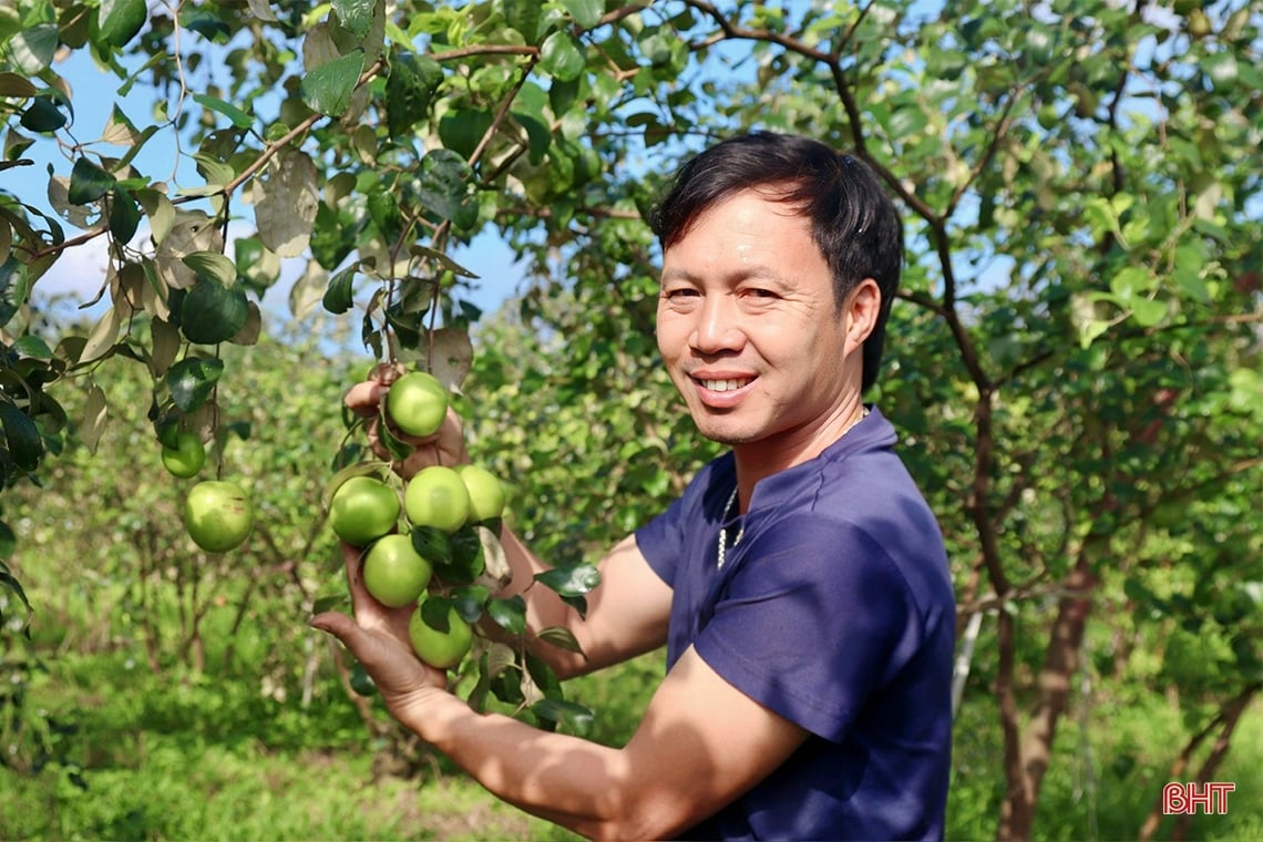 Trải nghiệm vườn táo hữu cơ trĩu quả ở Hà Tĩnh