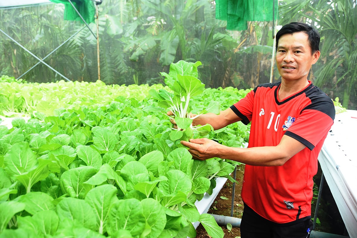 Mô hình trồng rau thủy canh với nhiều triển vọng