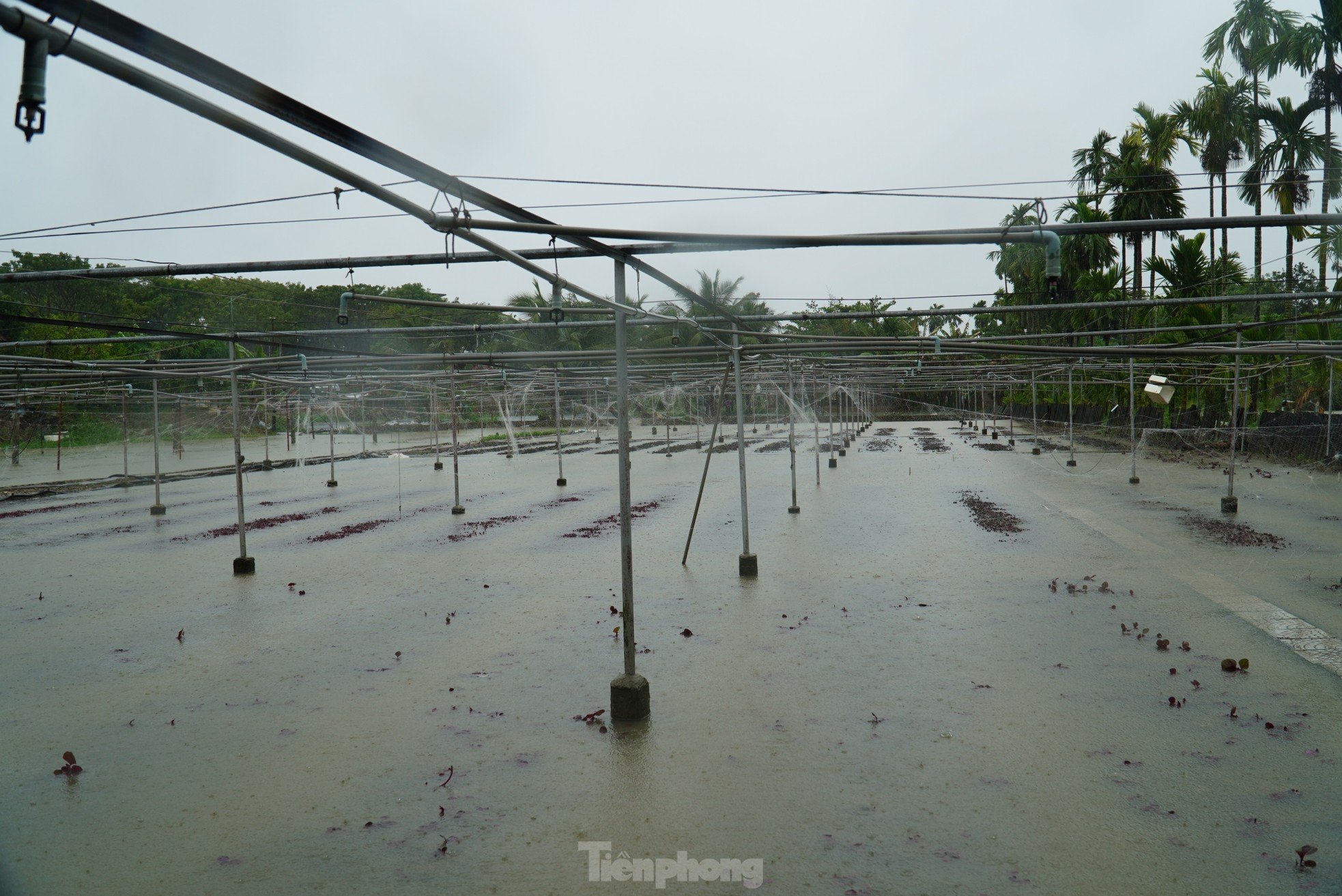 Nach anhaltendem Regen steht das größte Gemüseanbaugebiet in Da Nang unter Wasser. „Die Menschen können nicht rechtzeitig reagieren“, Foto 8