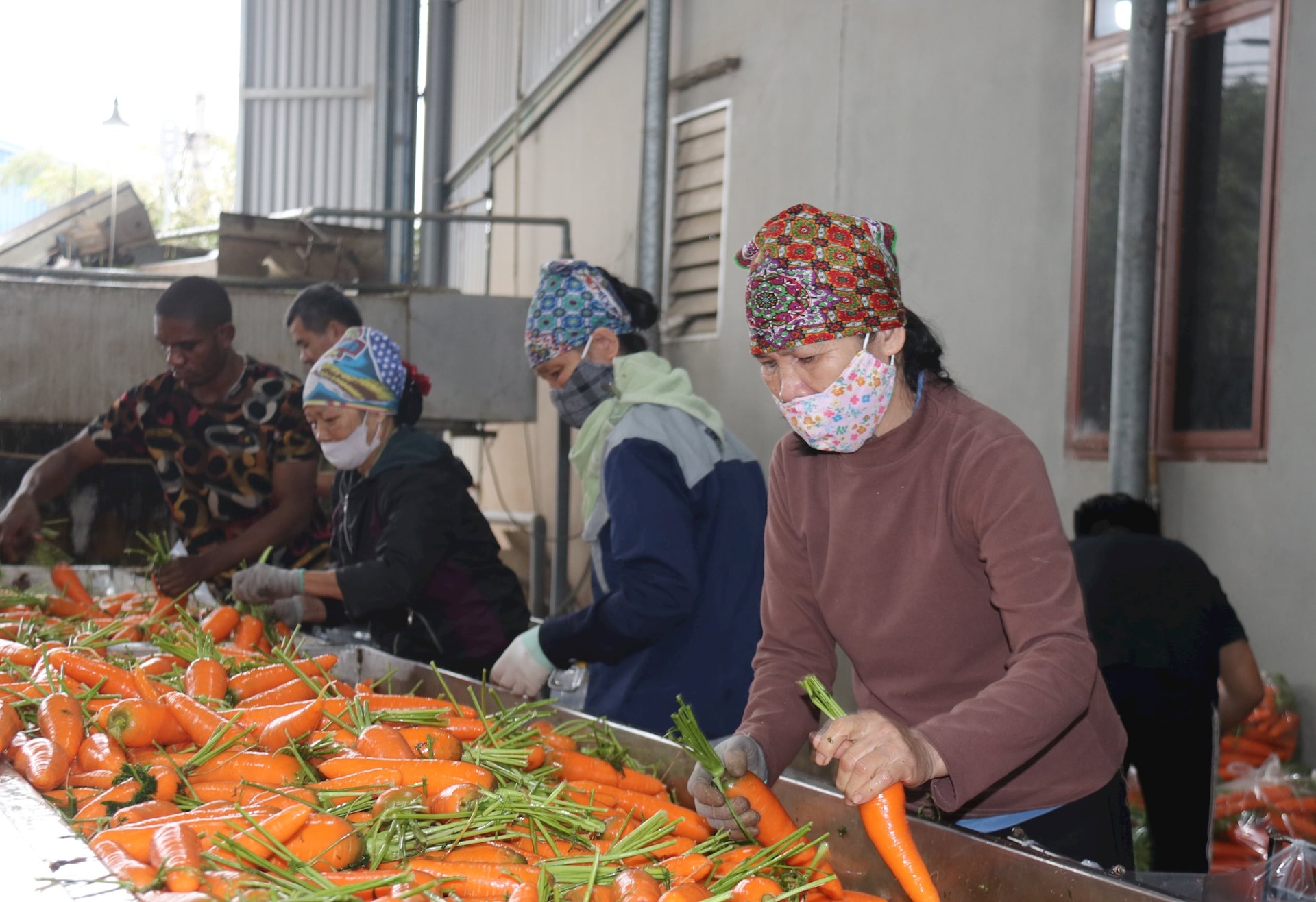 Desde la “capital de la zanahoria”, Duc Chinh, se exportan cada día cientos de toneladas de productos.