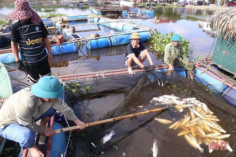 Lấy mẫu phân tích, sớm làm rõ nguyên nhân cá chết trên sông Nghèn