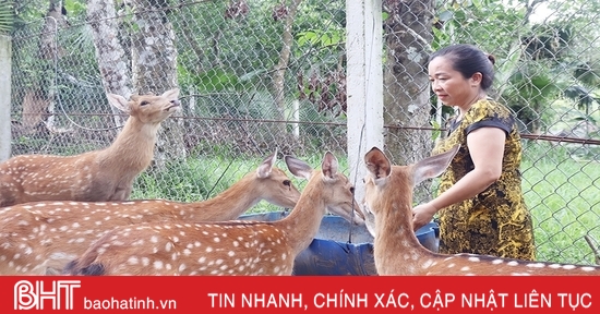 Ha Tinh confirme que 100 cerfs mâles répondent aux critères de sélection