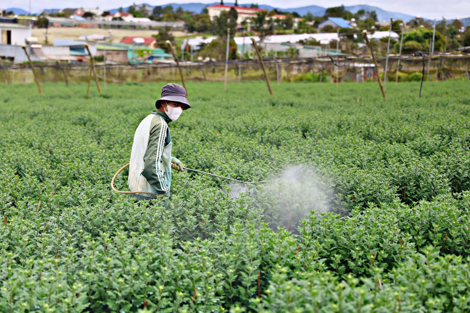 Este año el clima es favorable, por lo que el cuidado de las flores para los jardineros también es más cómodo.