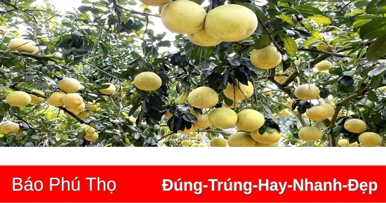 Mùa vàng đất Bưởi