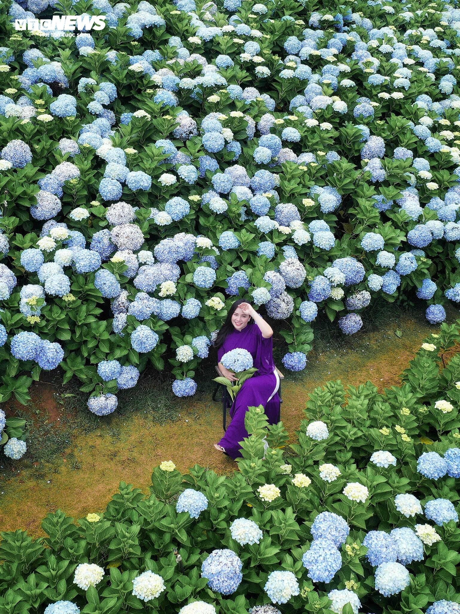 Fascinado por el campo de hortensias de 3.000 m2 de Da Lat, tan hermoso como un cuento de hadas - 8