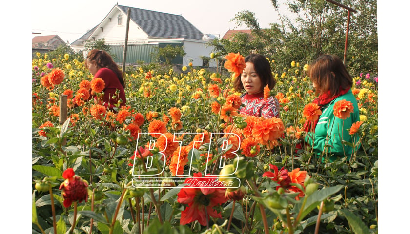 Bach Thuan Flower Village: Brilliant spring colors