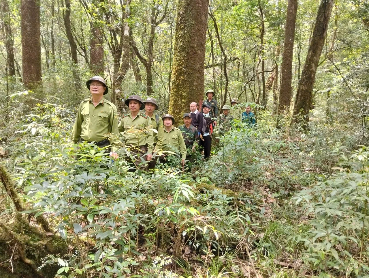 Patrimonio forestal en Yen Bai