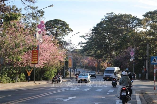 早咲きの桜がダラットの観光客を魅了