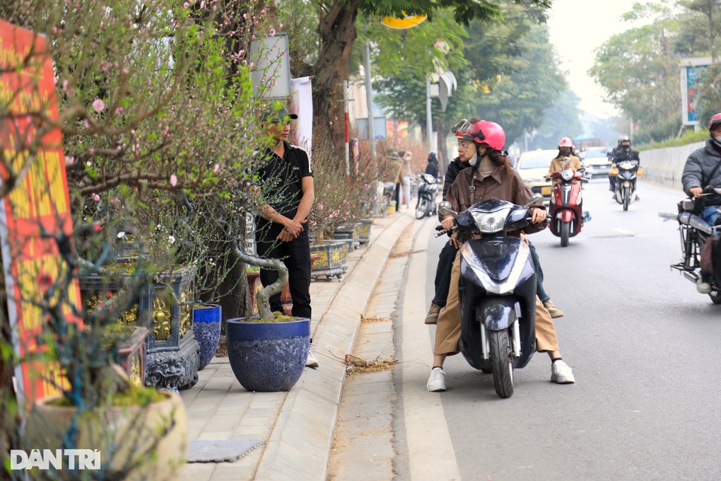 Gốc đào khổng lồ, cao 4m từ Mộc Châu xuống Hà Nội, chủ cho thuê không bán - 5