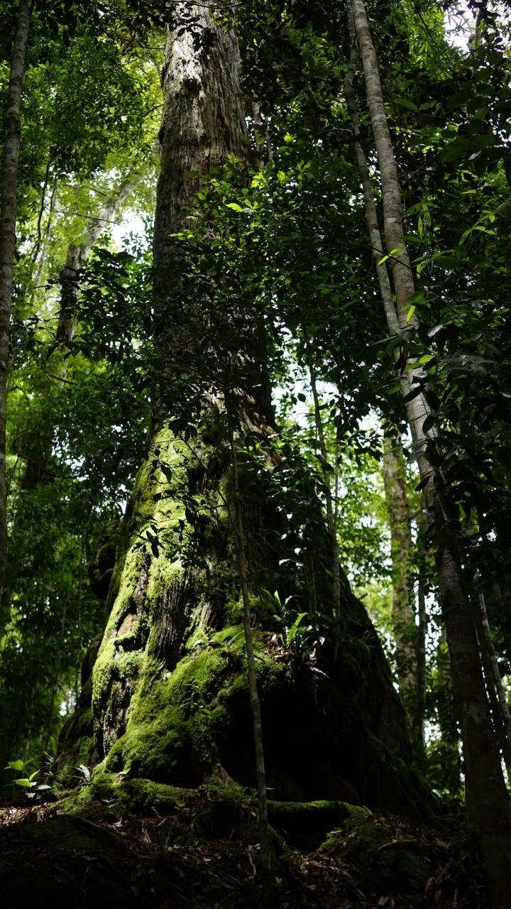 Cây Pơ-mu hổ ở Tây Giang. Ảnh Pơloong Plênh