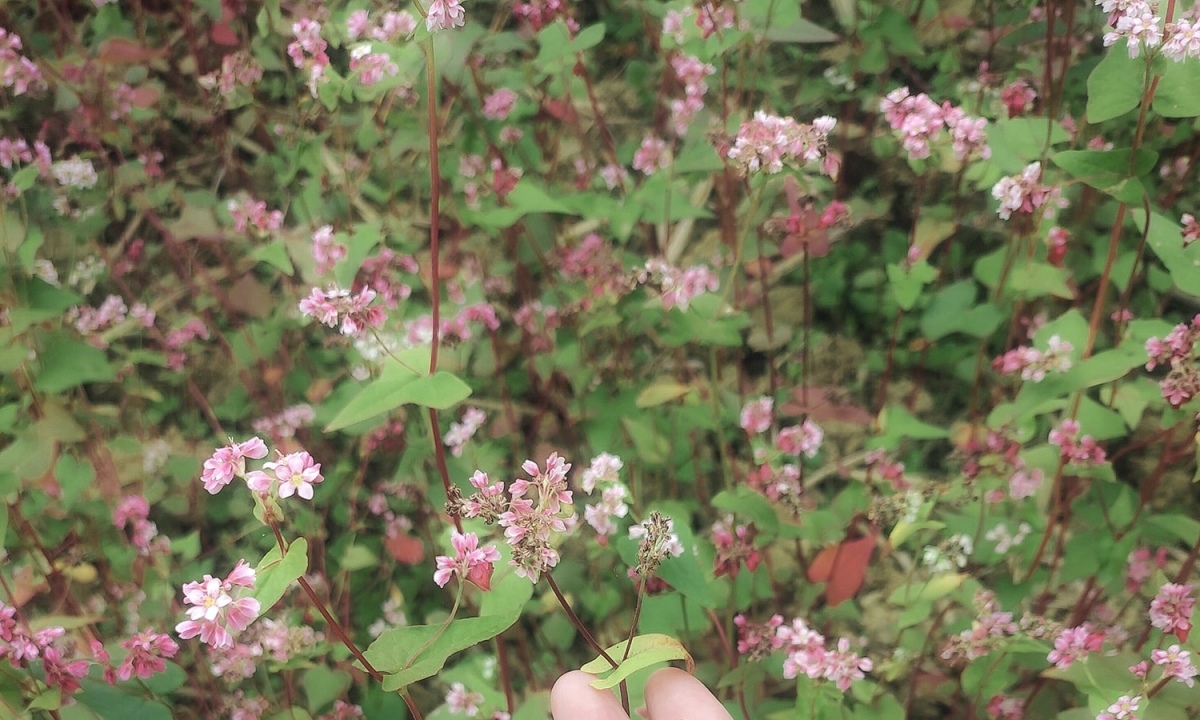 Temporada de flores de trigo sarraceno en los pastizales