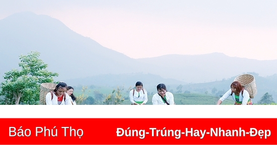 Phát triển thương hiệu chè Long Cốc