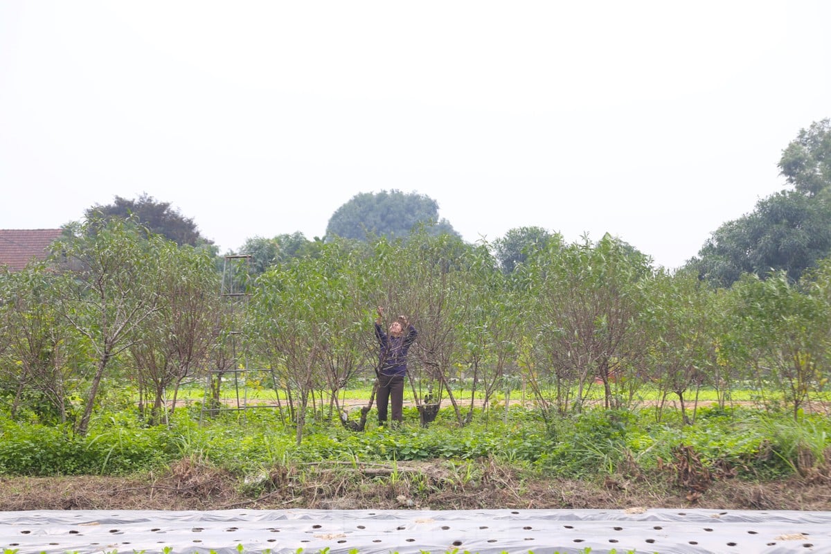 Tuốt lá, dưỡng nụ mang sắc Xuân ảnh 11