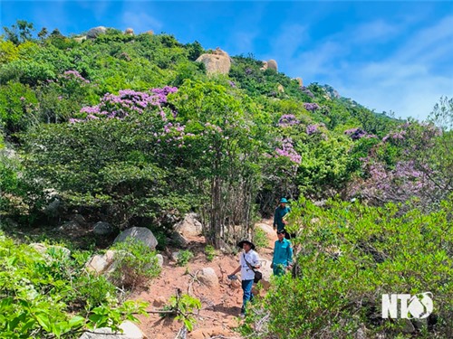 Prevent the digging of Lagerstroemia and other trees originating from the forest