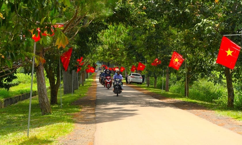 Màu xanh của cây hòa cùng màu đỏ, vàng của Cờ Tổ quốc tạo một không khí rực rỡ tại hàng thông trăm tuổi. Ảnh: Hoàng Hoài