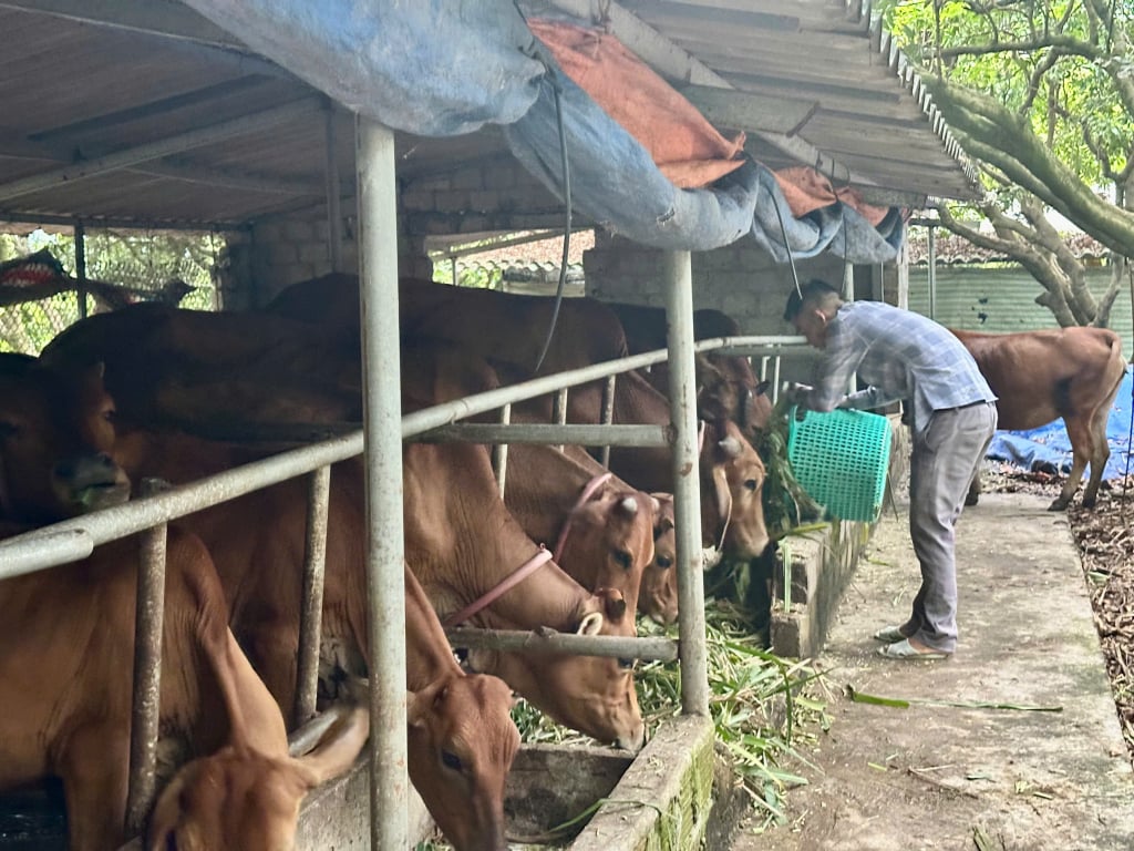 El modelo de cría de ganado de la familia del Sr. Truong Van Dai, grupo étnico Dao, aldea Khe Su 1, comuna de Thuong Yen Cong, ciudad de Uong Bi, ayuda a aumentar los ingresos familiares. Foto: Cao Quynh