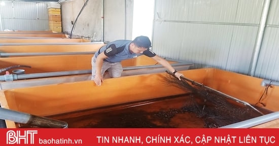 Thu hàng trăm triệu đồng mỗi năm từ nuôi lươn không bùn