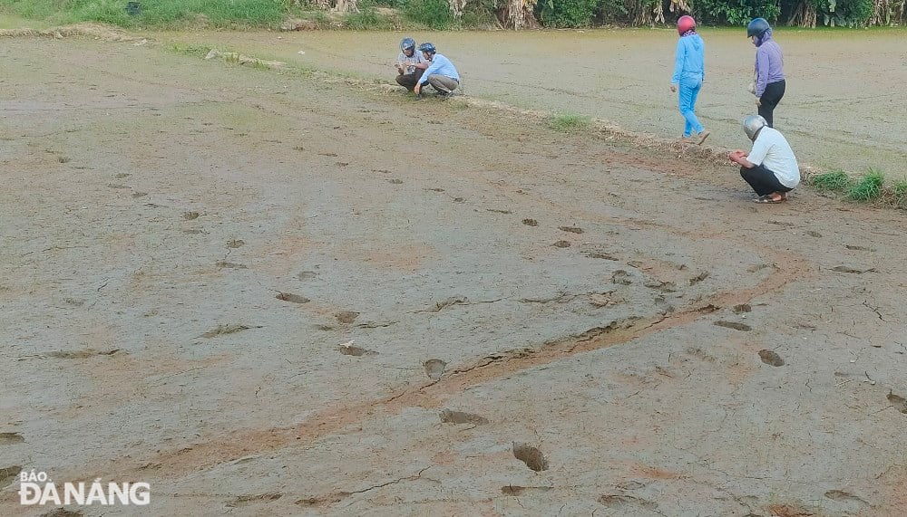 De nombreuses zones de riziculture d’été et d’automne sont touchées car l’eau d’irrigation est contaminée par le sel. Photo: HOANG HIEP