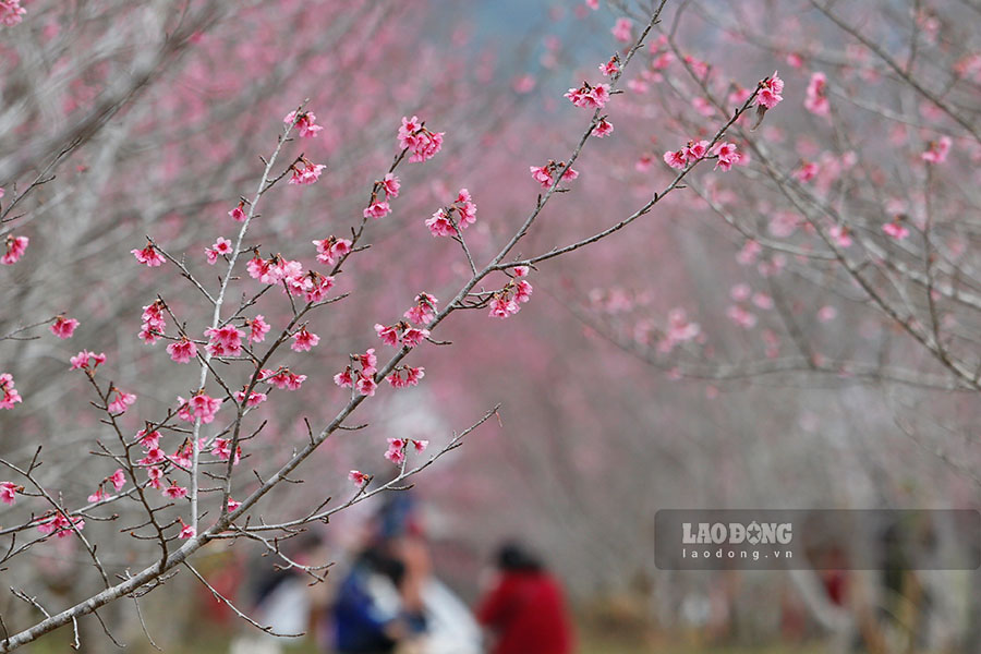 ก่อนหน้านี้ในปี 2561 จังหวัดเดียนเบียนจัดเทศกาลดอกซากุระเป็นครั้งแรกเพื่อส่งเสริมการท่องเที่ยวและแนะนำวัฒนธรรมญี่ปุ่น