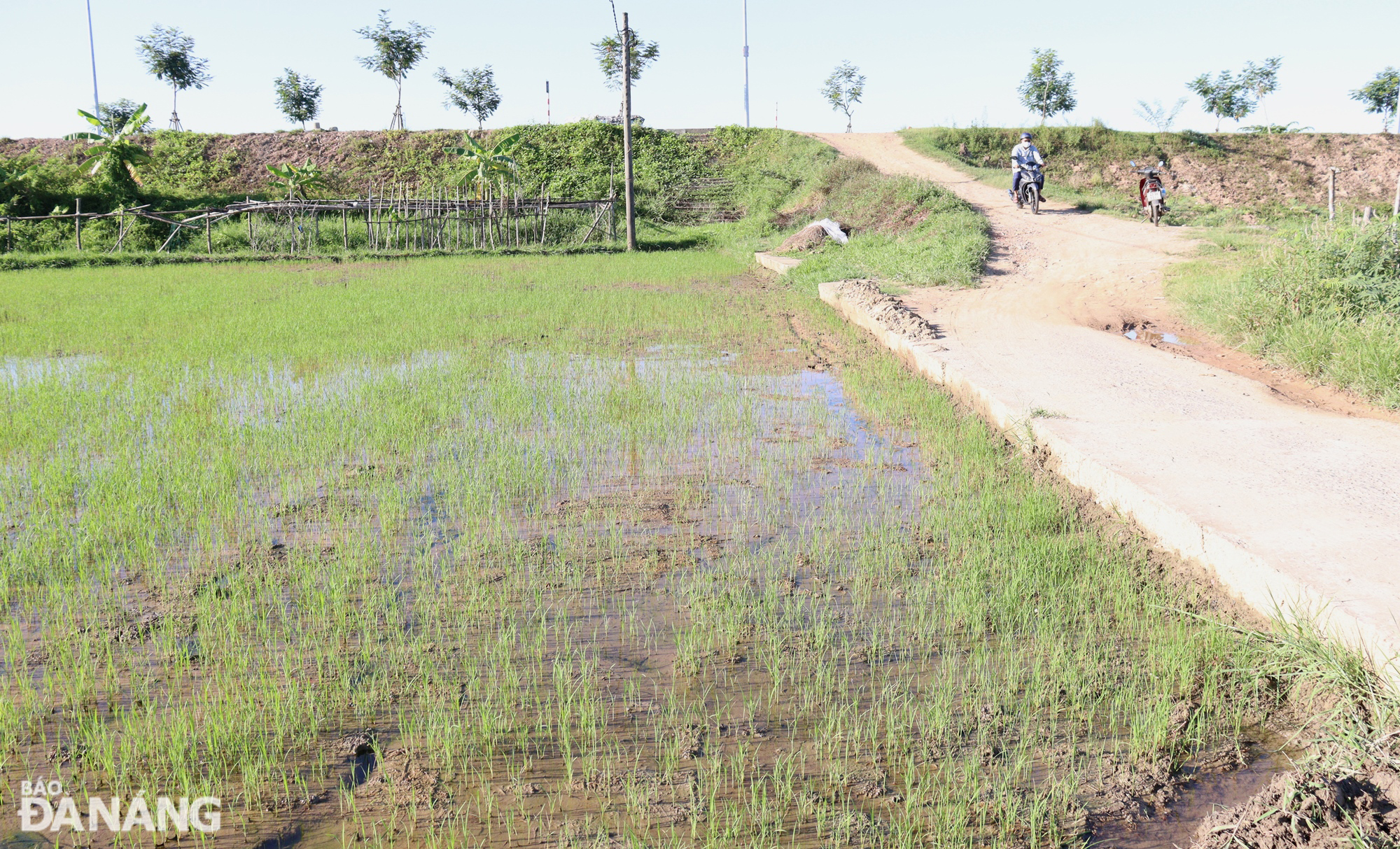 Các thửa ruộng ở phường Hòa Thọ Tây, quận Cẩm Lệ đã được bơm nước vào để khôi phục sản xuất lúa vụ hè thu. Ảnh: HOÀNG HIỆP