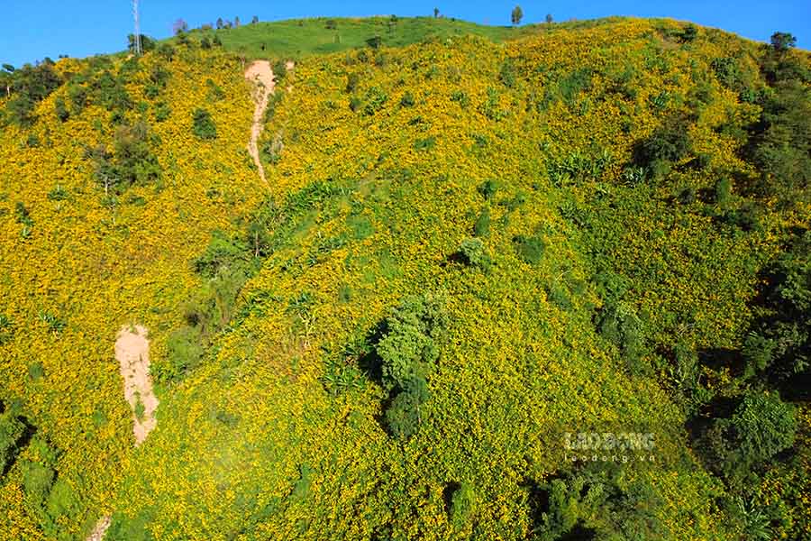 A whole hillside is dyed yellow by wild sunflowers. Photo: Quang Dat