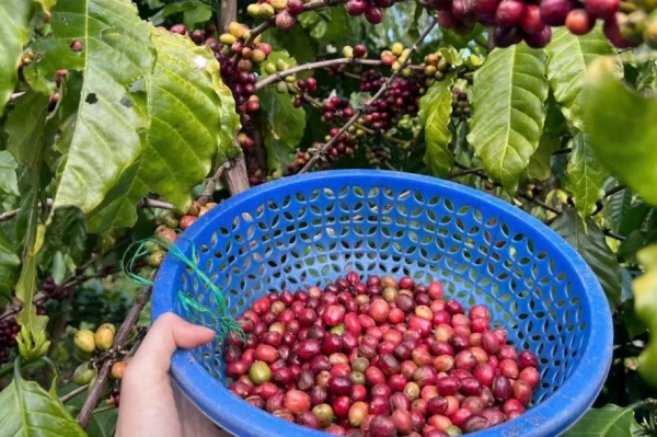 Giá cà phê Robusta tăng 2,74%