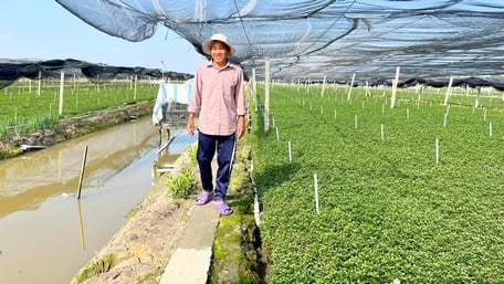 El señor Tu Xe está entusiasmado porque el cultivo de berros es rentable.