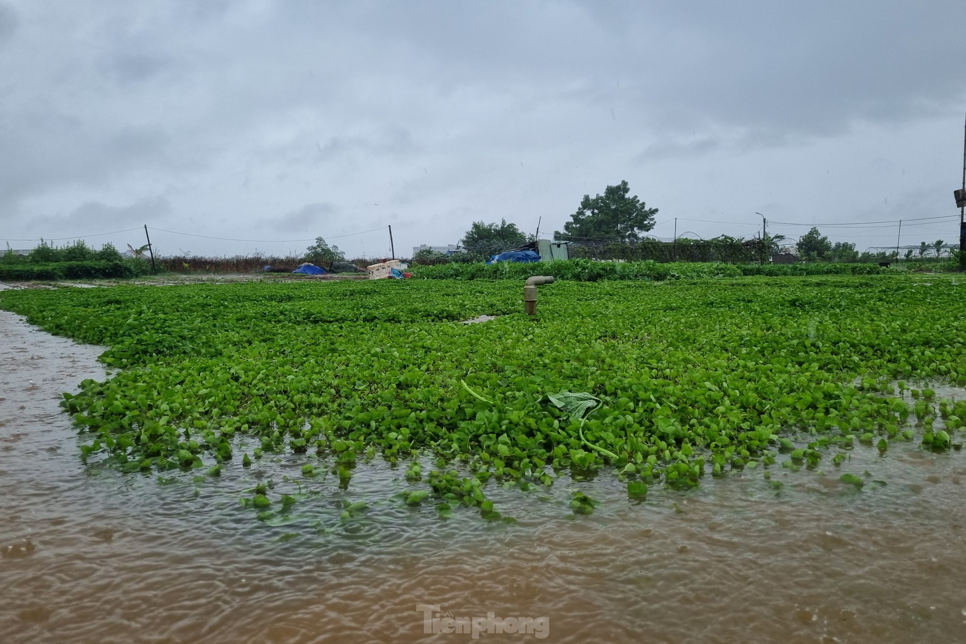 Nach anhaltendem Regen steht das größte Gemüseanbaugebiet in Da Nang unter Wasser. „Die Menschen können nicht rechtzeitig reagieren“, Foto 3.