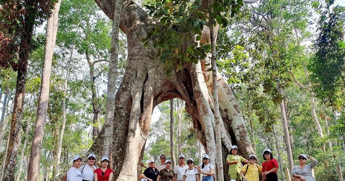 Gia Lai verdiente in den ersten sechs Monaten des Jahres 465 Milliarden VND durch Tourismusaktivitäten.