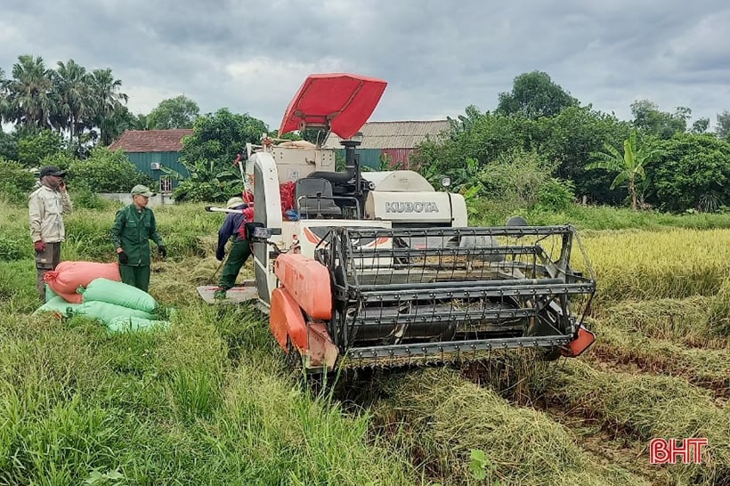 Cẩm Xuyên dẫn đầu toàn tỉnh về năng suất lúa hè thu năm 2023