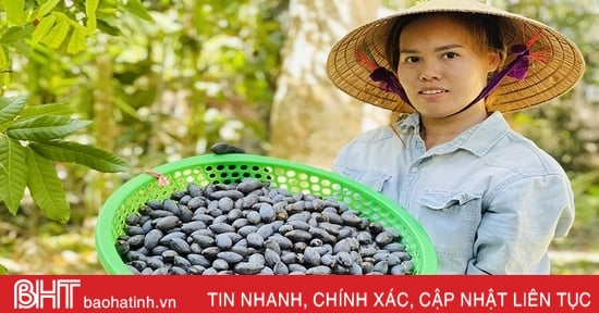 Về “thủ phủ” trám đen ở Hà Tĩnh