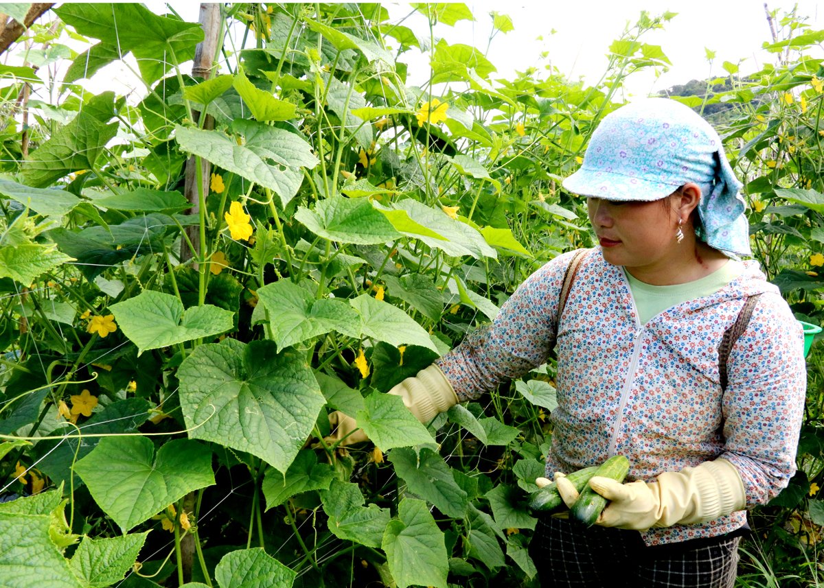 꾸엣티엔(Quan Ba) 사의 딘산 마을 사람들이 오이를 수확하고 있습니다.