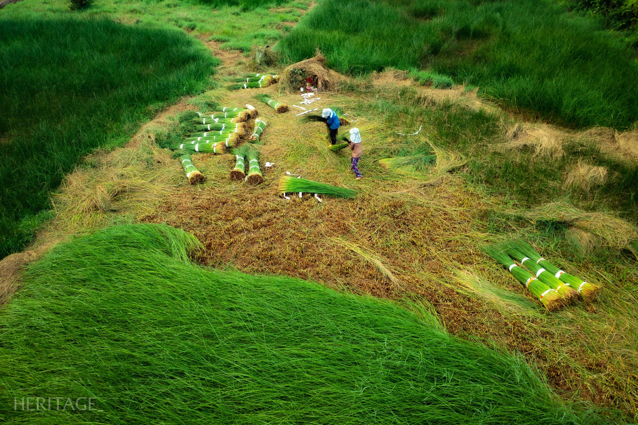 Maybe a picture of 4 people, a combine and grass