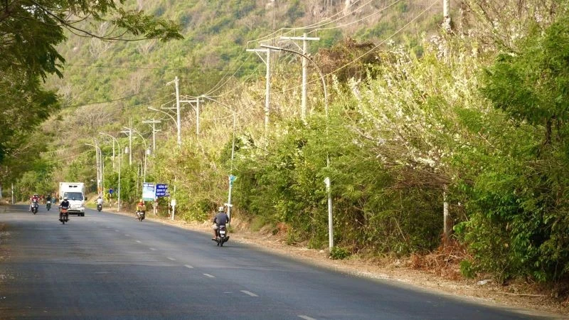 Die Küstenstraße von Long Hai-Phuoc Hai (Bezirk Long Dat) ist erfüllt von den Farben der Azaleenblüten.