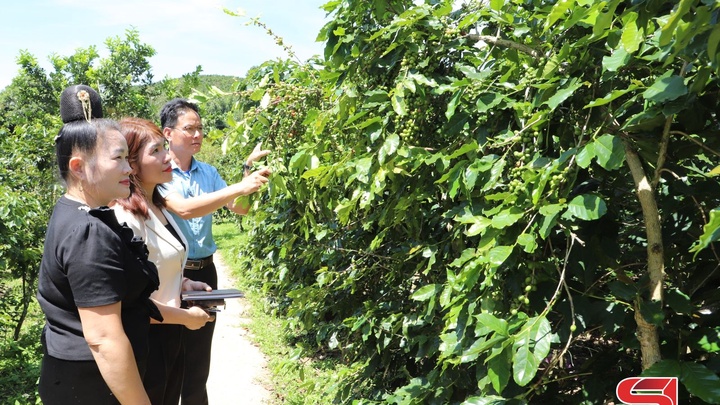 Chieng Chung produit du café de manière durable