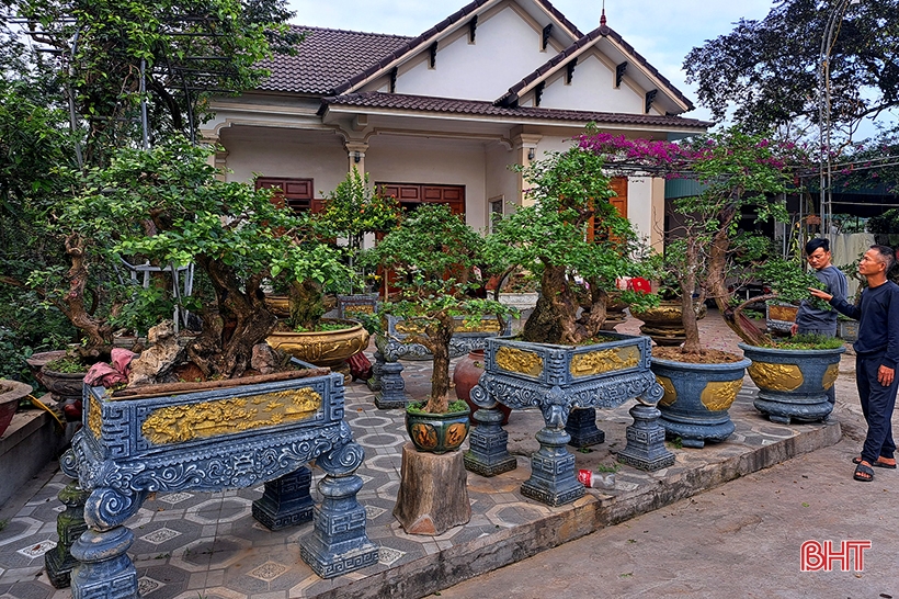 Explora el jardín de bonsáis de mil millones de dólares en Nghi Xuan