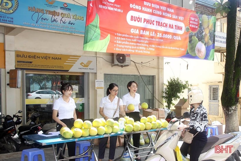 Quảng bá, tiêu thụ bưởi Phúc Trạch tại Sơn La