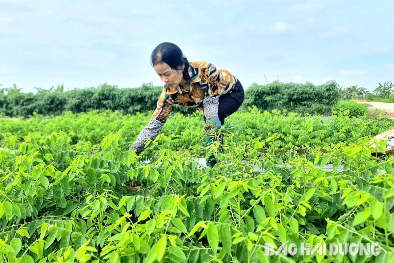 Trồng rau ngót ở Hải Dương, ăn ngọt như nước ninh xương, cứ cắt là bán hết veo, cả làng giàu lên- Ảnh 2.