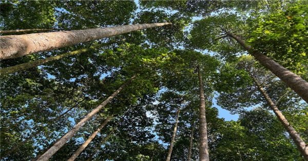 Возможности повышения ценности лесопосадок благодаря Национальной системе лесной сертификации