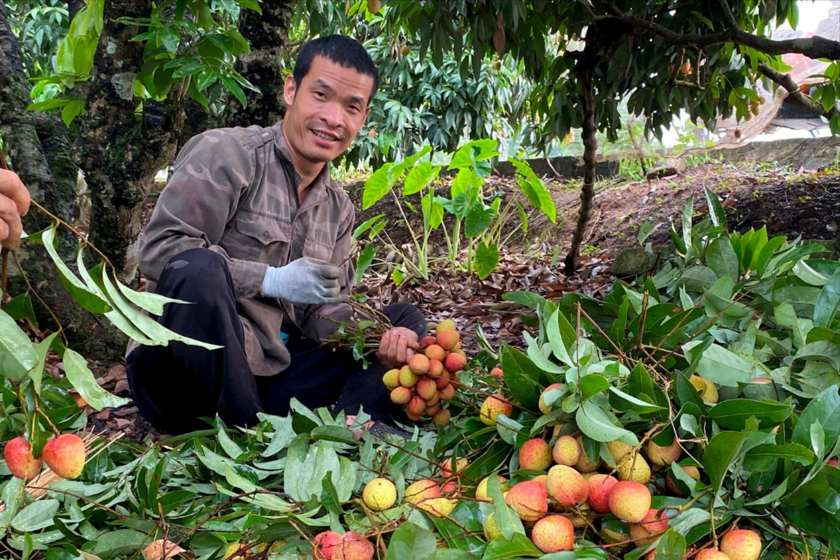 Thanh Hà mùa vải chín