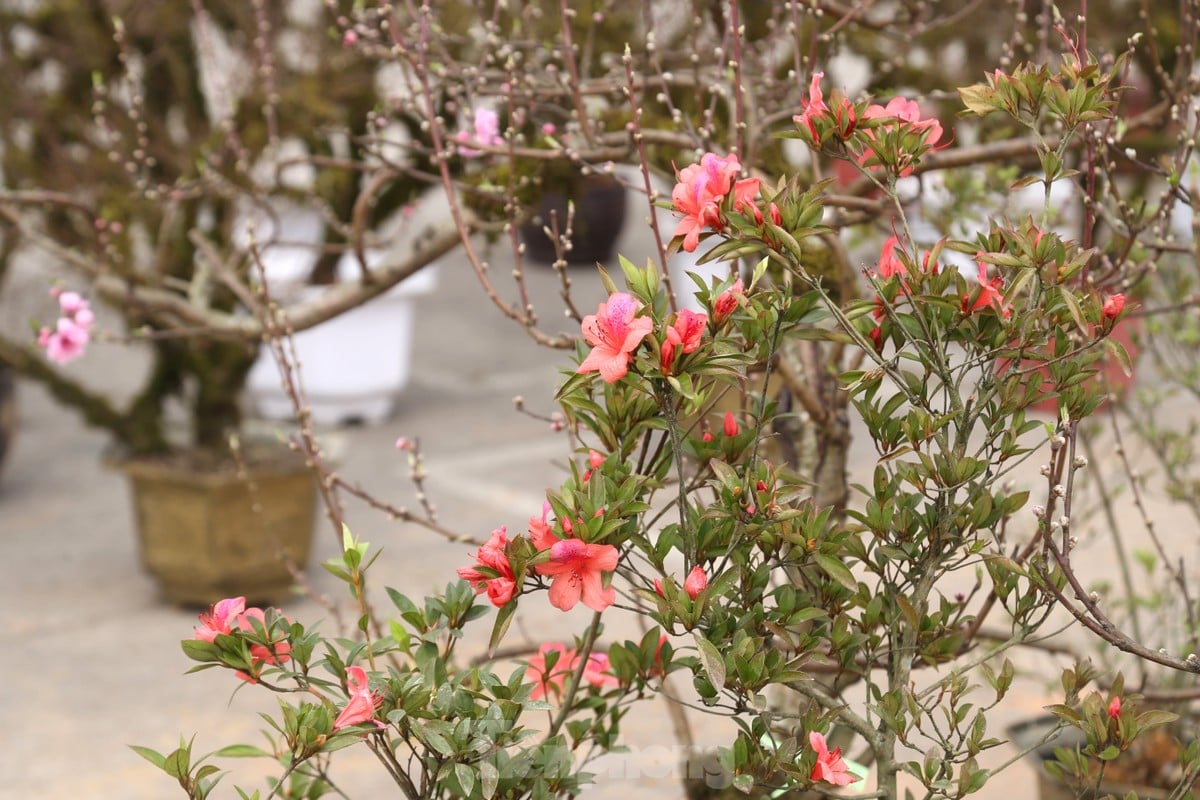 Les fleurs avec des tiges comme du bois de chauffage sec, dont le prix atteint des millions de dongs, sont recherchées pour la photo du Têt 9