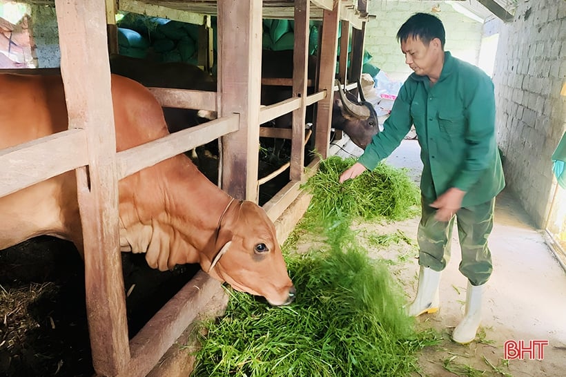 Vu Quang-Züchter vergrößert Herde für Tet-Markt