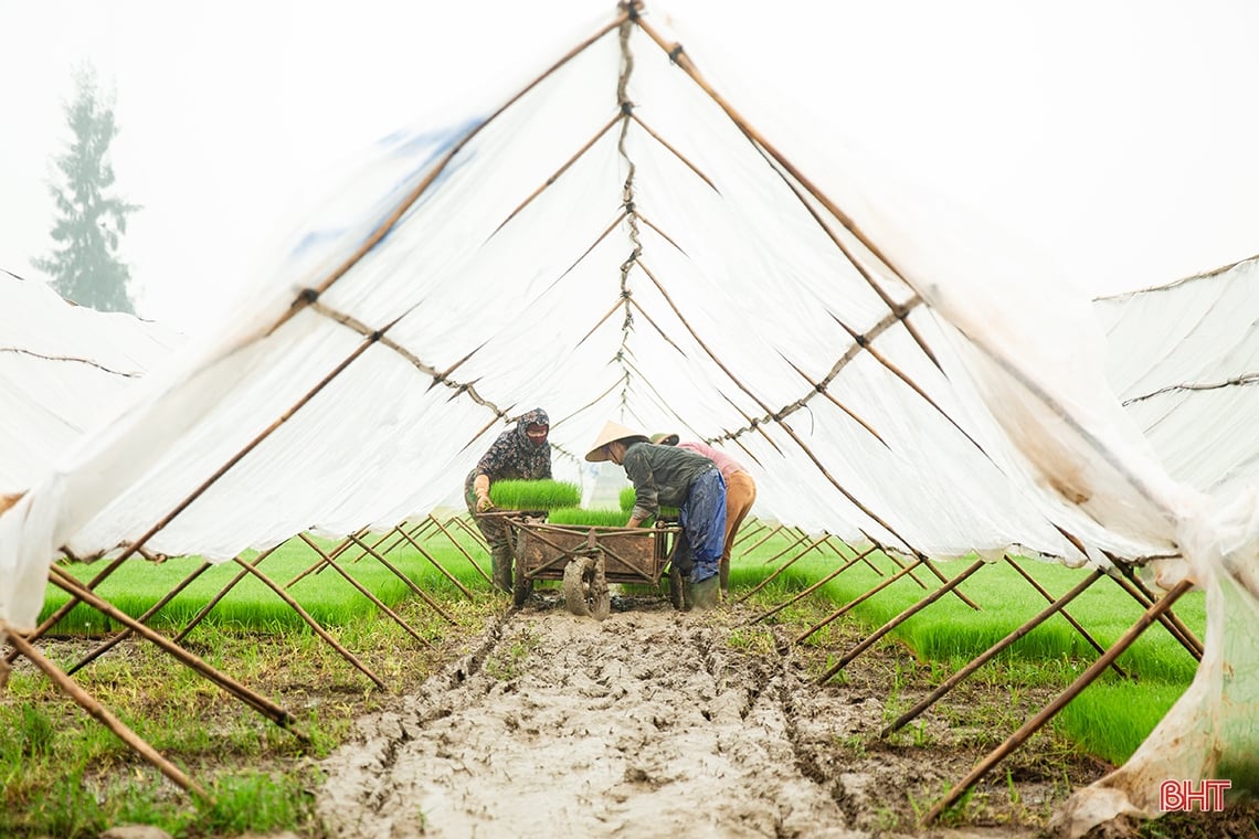 Nông dân Hà Tĩnh “đua” tiến độ gieo cấy lúa xuân