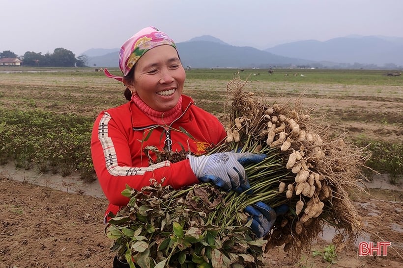 Nông dân Nghi Xuân “vượt rét” thu hoạch lạc thu đông