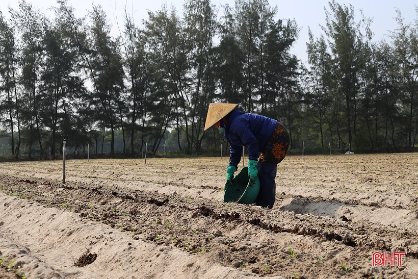 Profitant du temps sec, les agriculteurs de Ha Tinh restent dans leurs champs pour produire la récolte d'hiver.