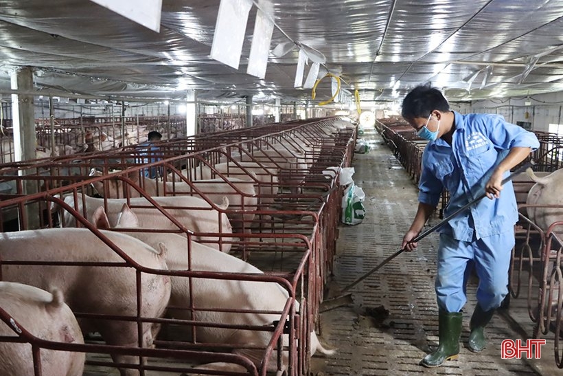 Schweinepreise fallen stark, Schweinebauern in Ha Tinh drohen Verluste