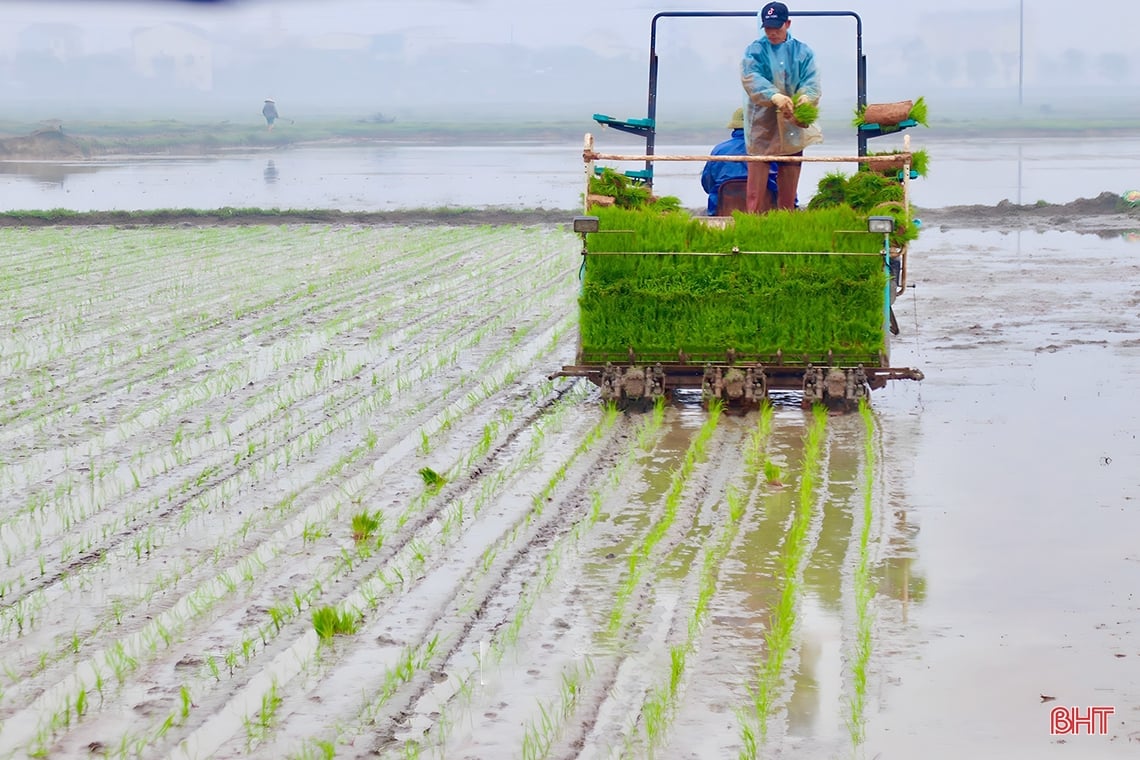 ការ​ដាំ​ស្រូវ​សរីរាង្គ​ដោយ​ម៉ាស៊ីន​លើ​ផ្ទៃ​ដី ៥​ហិកតារ នៅ​ក្រុង Cam Xuyen