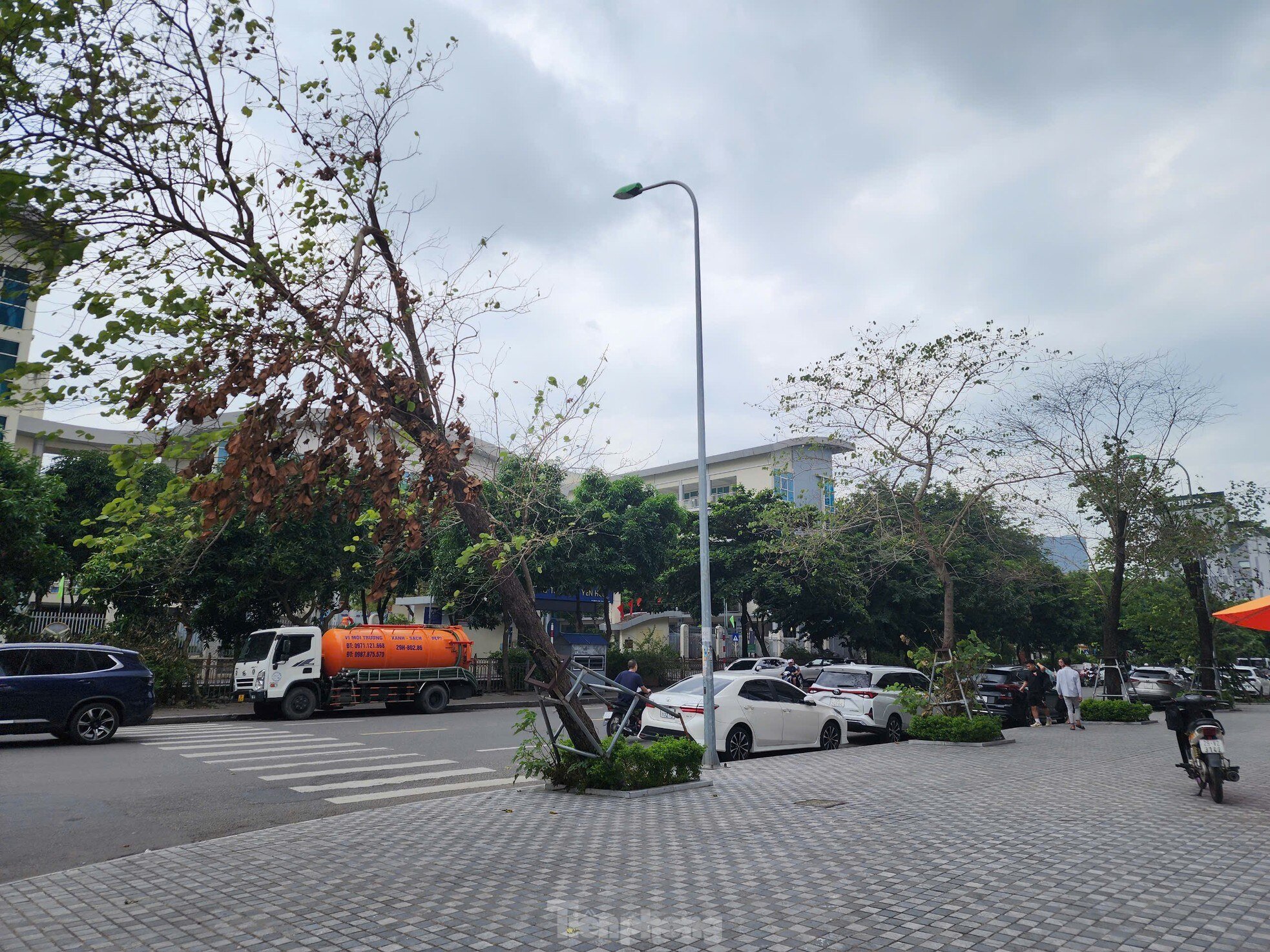 After cleaning up fallen trees, Hanoi begins to rebuild green space photo 15