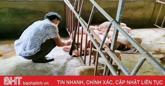 Cẩm Xuyên xuất hiện dịch tả lợn châu Phi